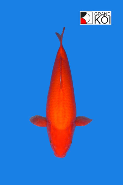 Benigoi