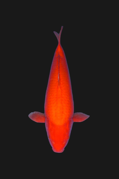 Benigoi