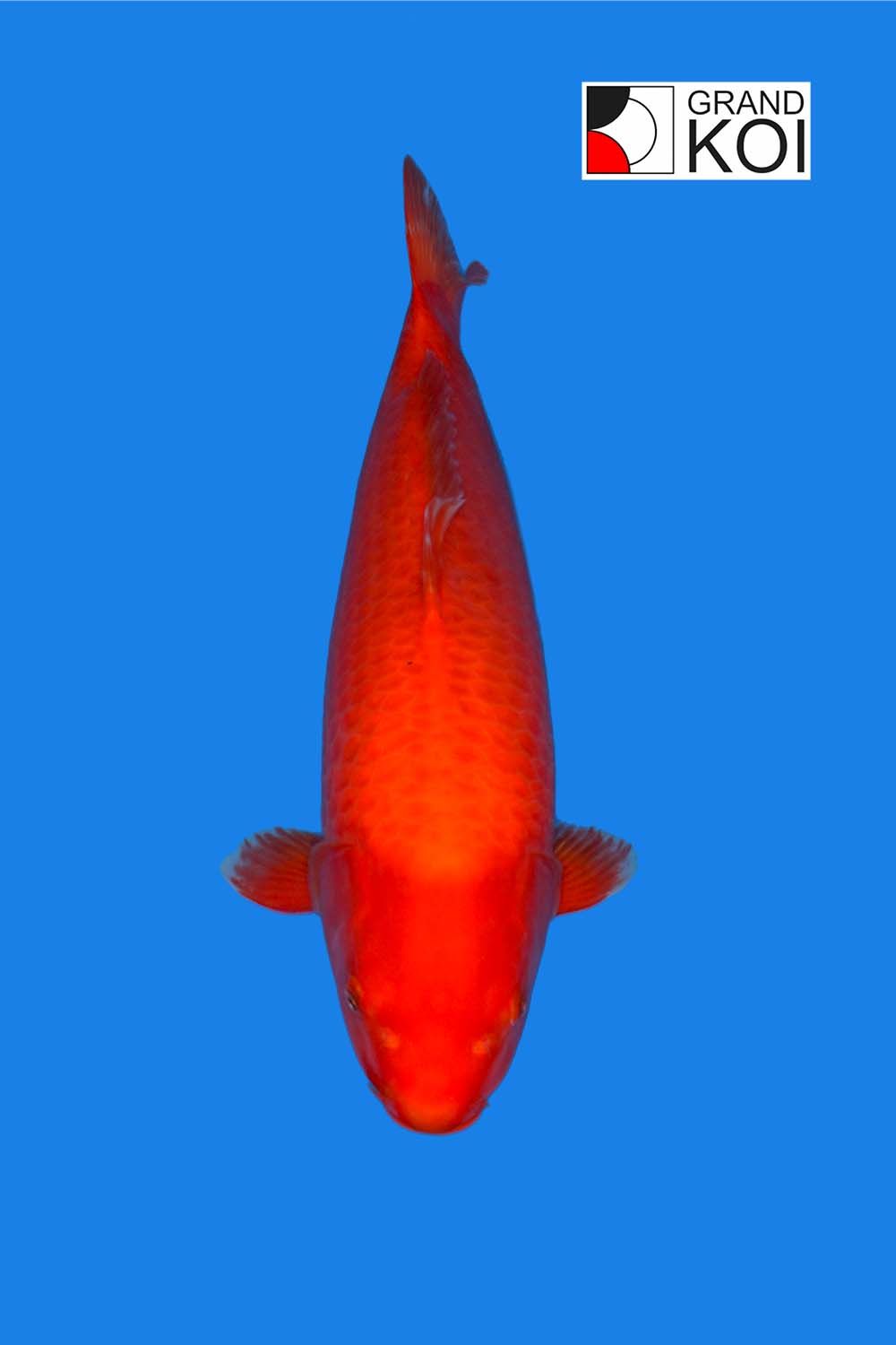 Benigoi