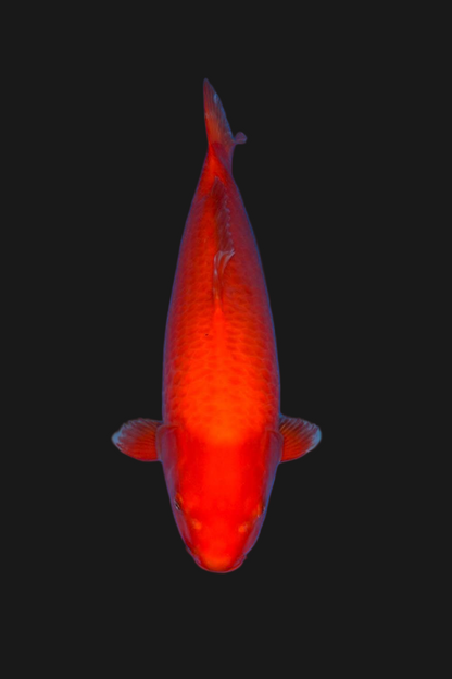 Benigoi