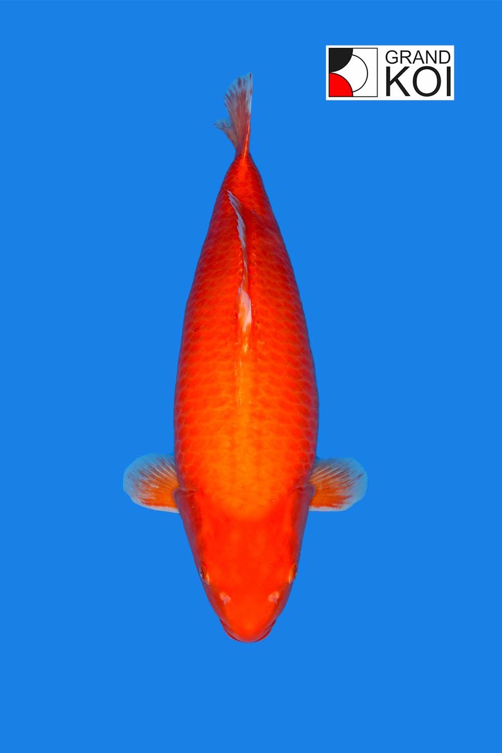 Benigoi