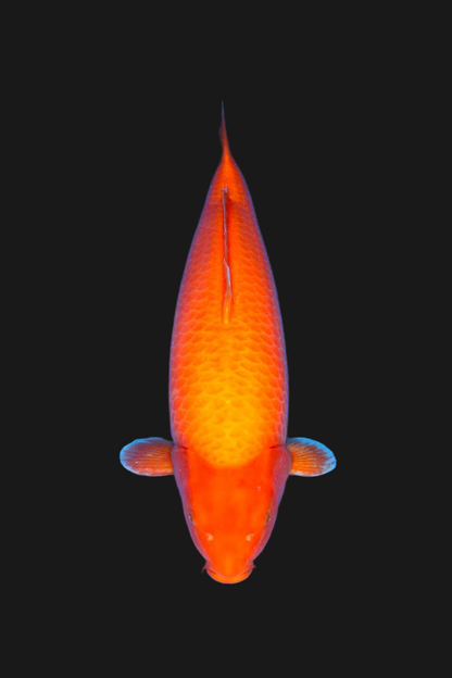 Benigoi