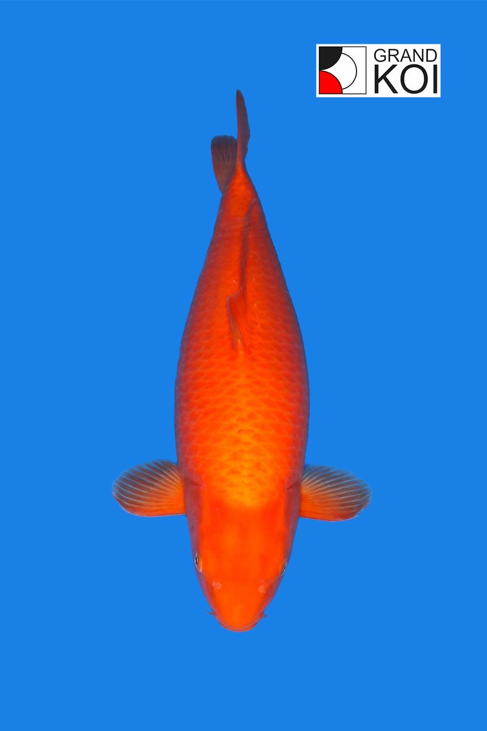 Benigoi