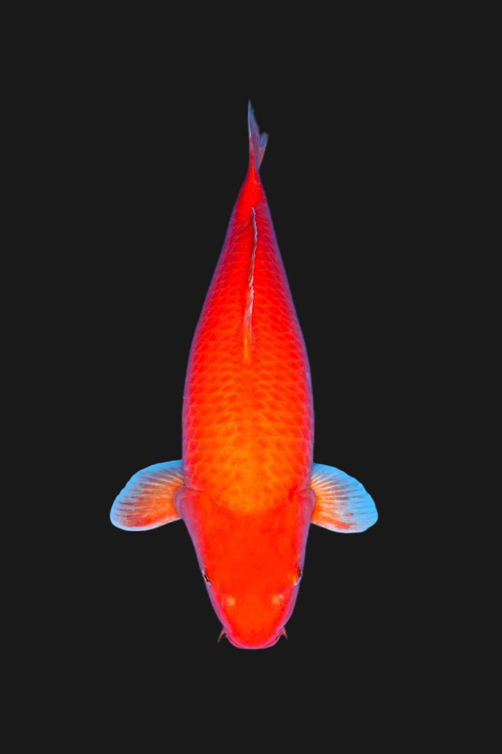 Benigoi