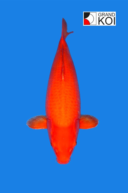 Benigoi