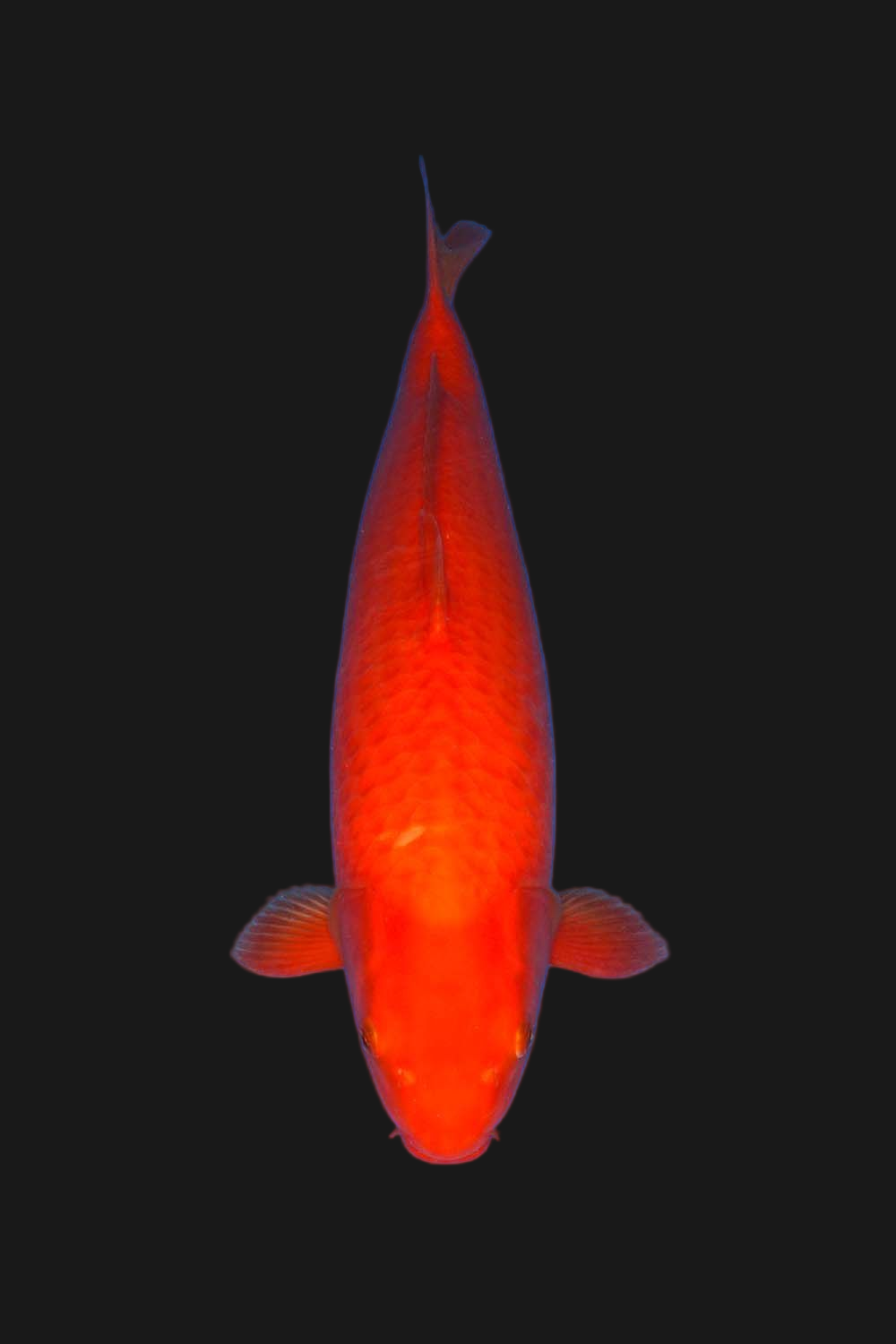 Benigoi