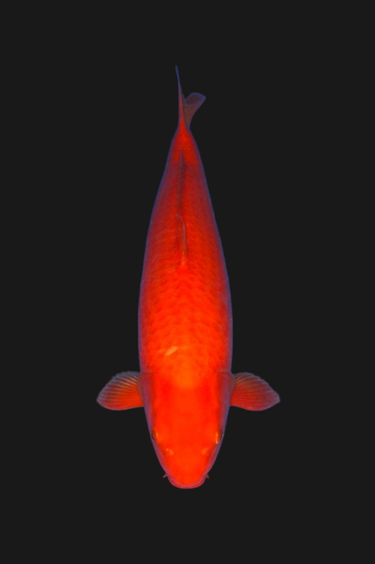 Benigoi