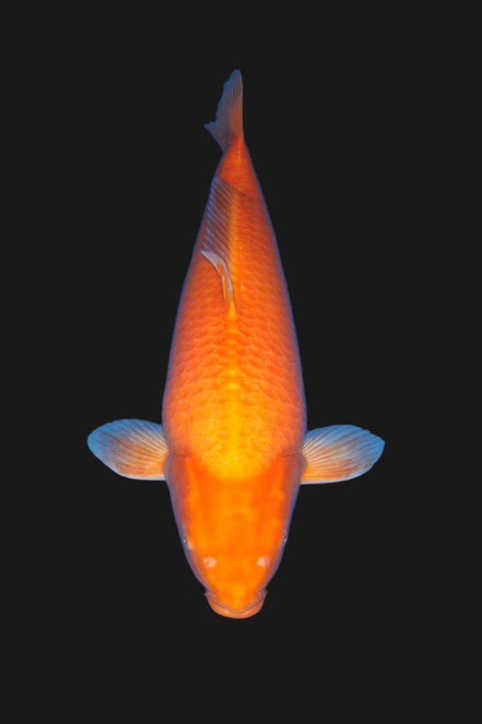 Benigoi