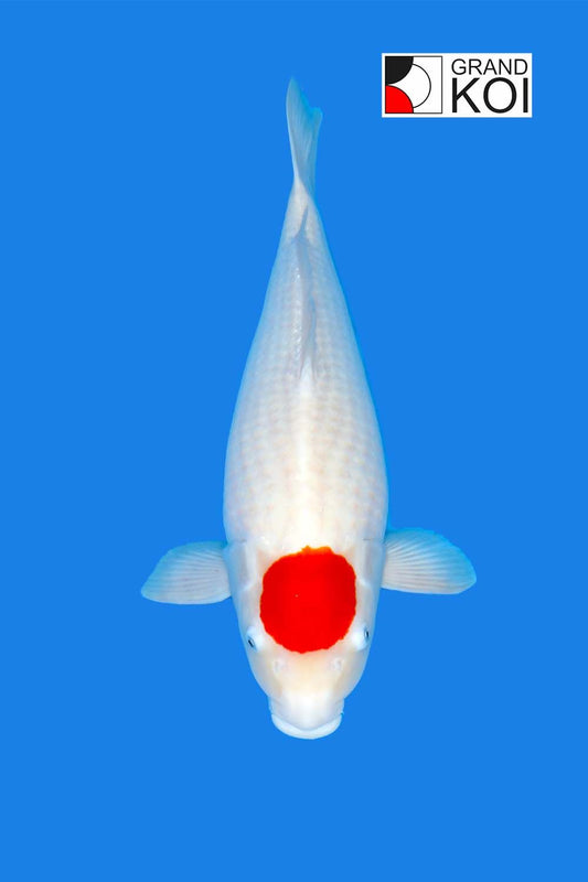 Tancho Kohaku