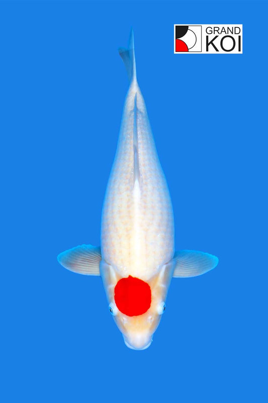 Tancho Kohaku