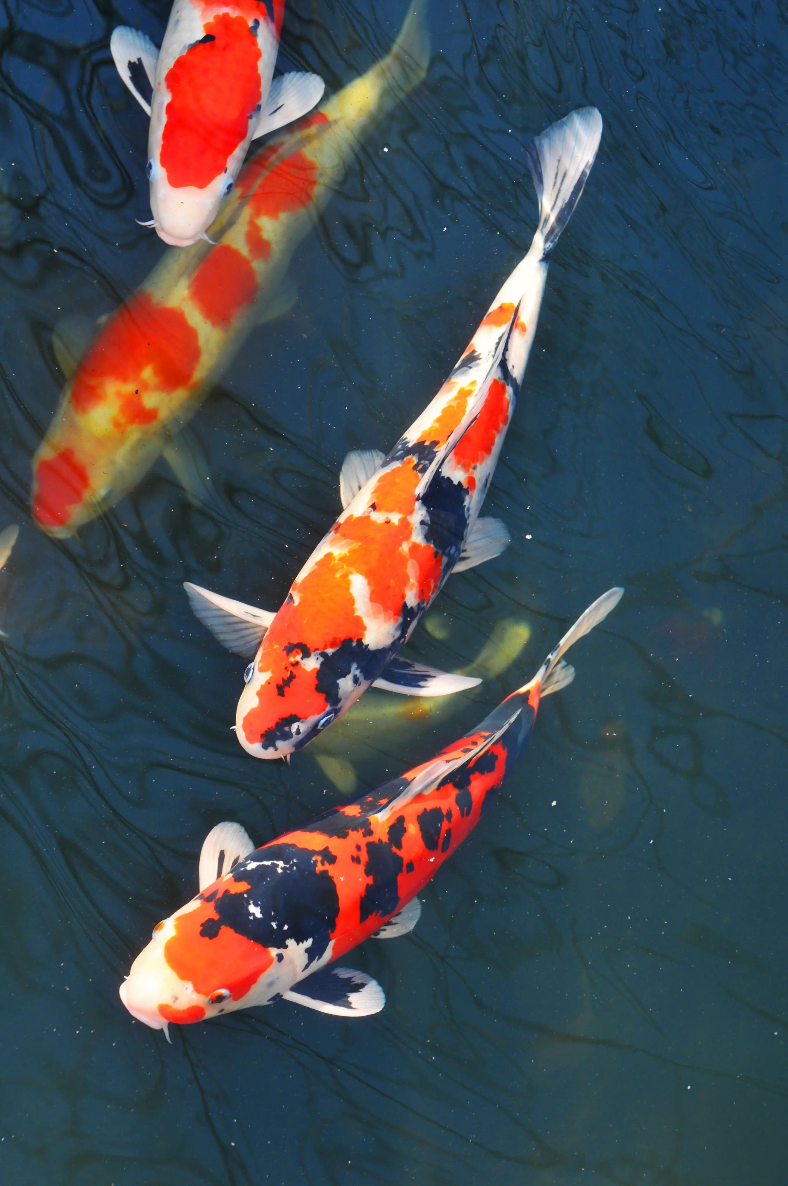 Beautiful Koi!