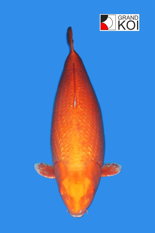 Gin Rin Benigoi- SOLD