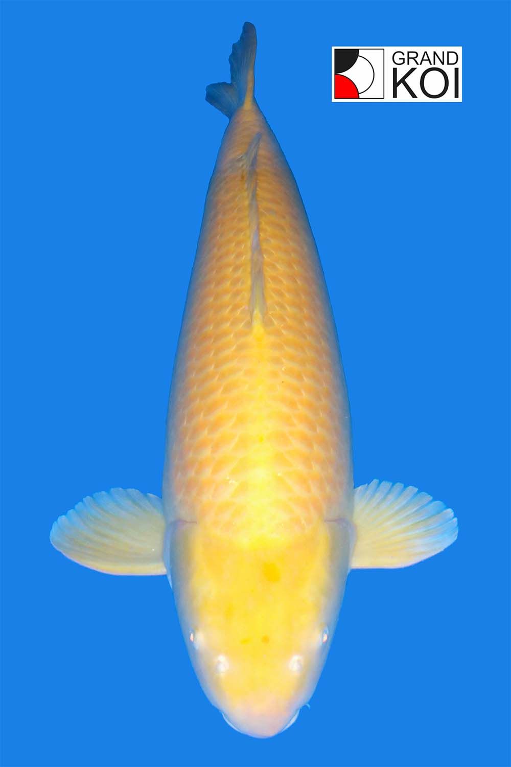 Karashigoi