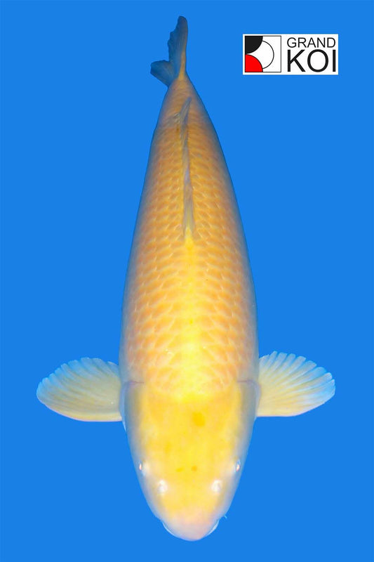Karashigoi