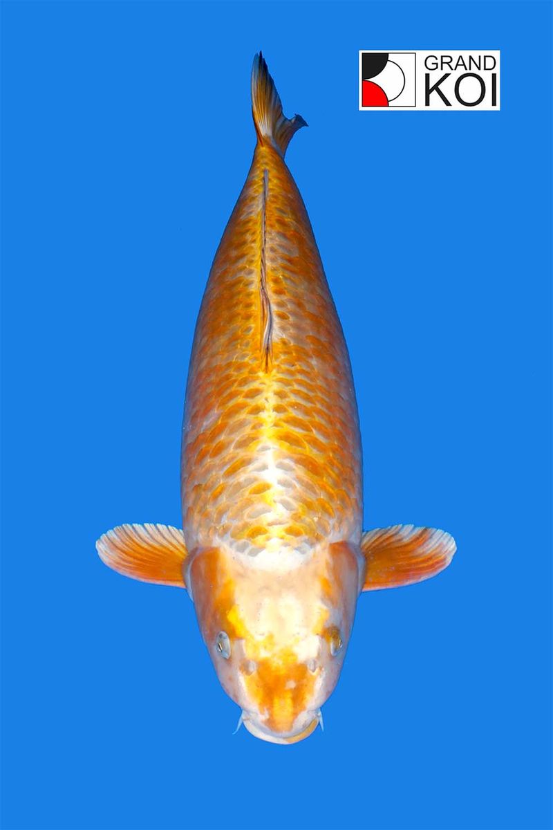 Kogane Ochiba