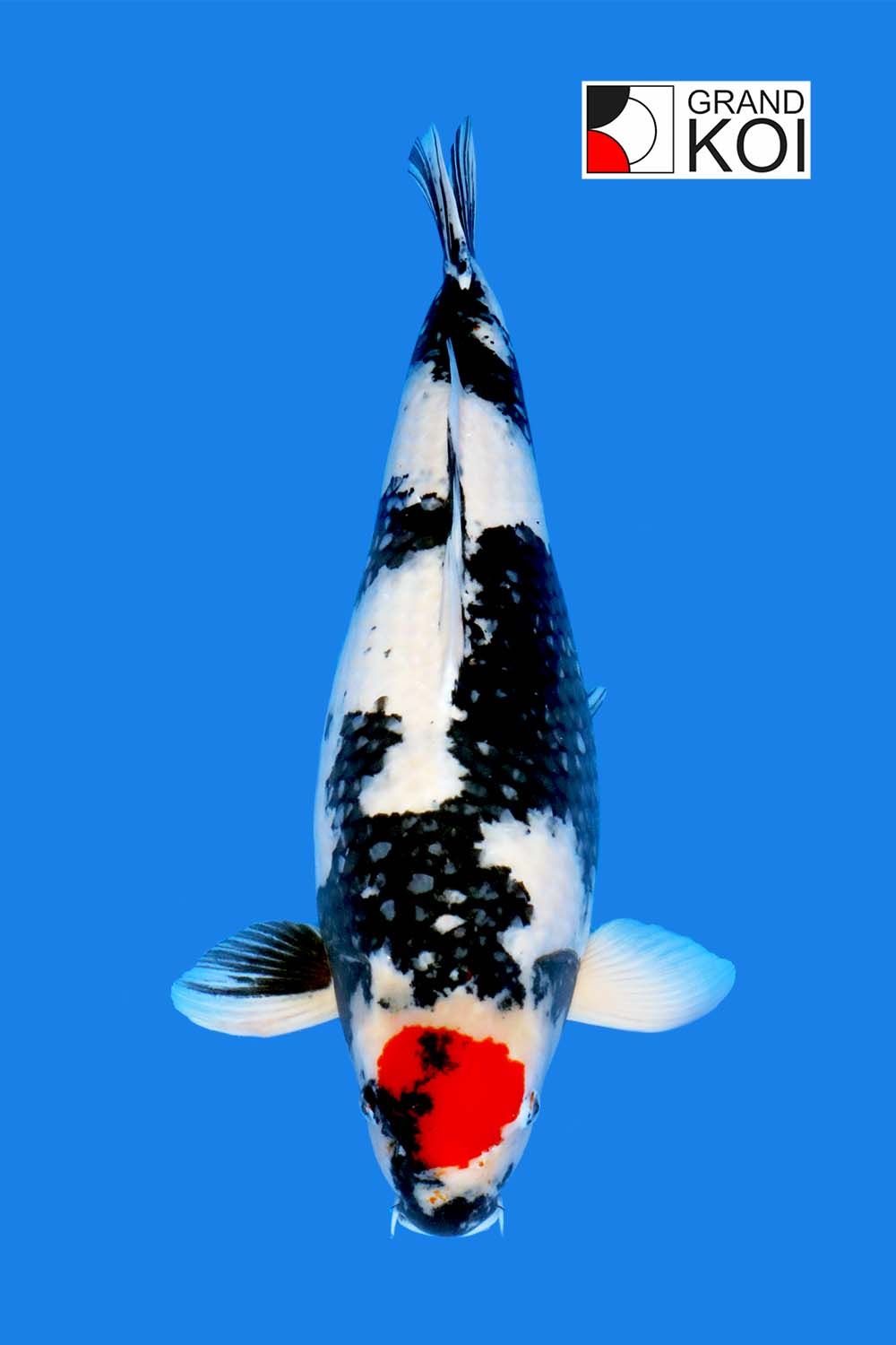 Tancho Showa- Sold